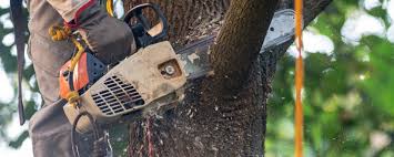 Best Tree Trimming and Pruning  in Glouster, OH