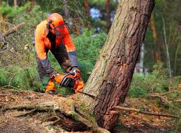 Best Tree Disease Treatment  in Glouster, OH