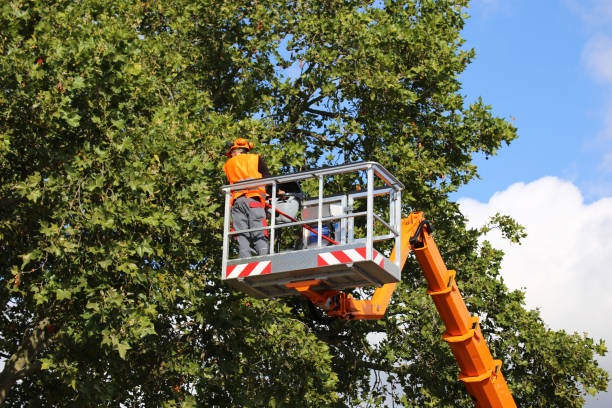 Best Emergency Tree Removal  in Glouster, OH