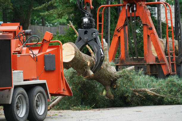 Best Tree Maintenance Programs  in Glouster, OH