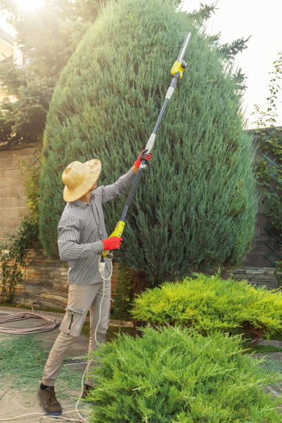 Best Hazardous Tree Removal  in Glouster, OH