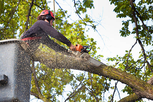 Best Firewood Processing and Delivery  in Glouster, OH