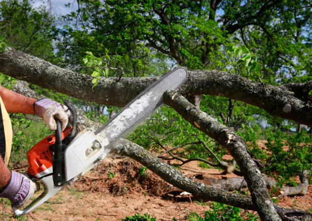 Best Storm Damage Tree Cleanup  in Glouster, OH