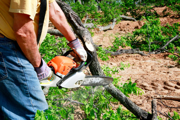 Trusted Glouster, OH Tree Care  Experts